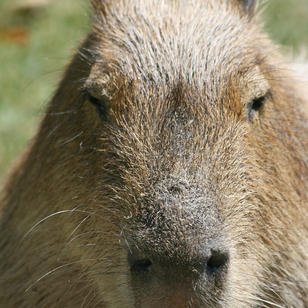 a wide-eyed capybara staring right at you